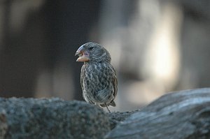 Finch, Large Ground, 2004-11035307